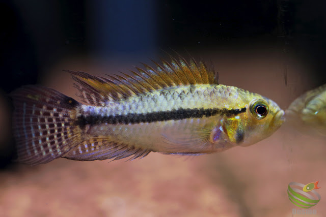 Apistogramma Luelingi / rio apere, Bolivia