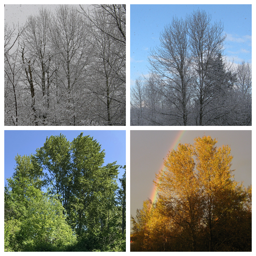 Margy Meanders Exploring Bellingham Cottonwood Trees