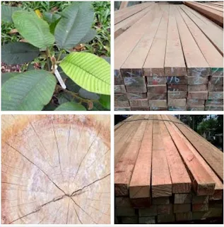 Kekurangan dan kelebihan kayu kruing