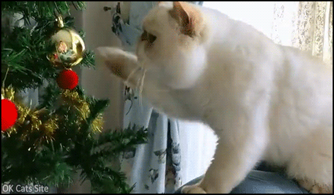 Xmas Cat GIF • Funny cat punching golden Christmas bauble with fast right hooks [ok-cats-site.com]