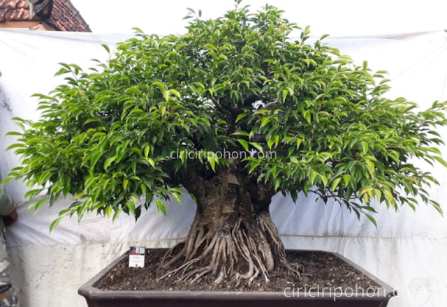 Ciri Ciri Pohon Bonsai Beringin