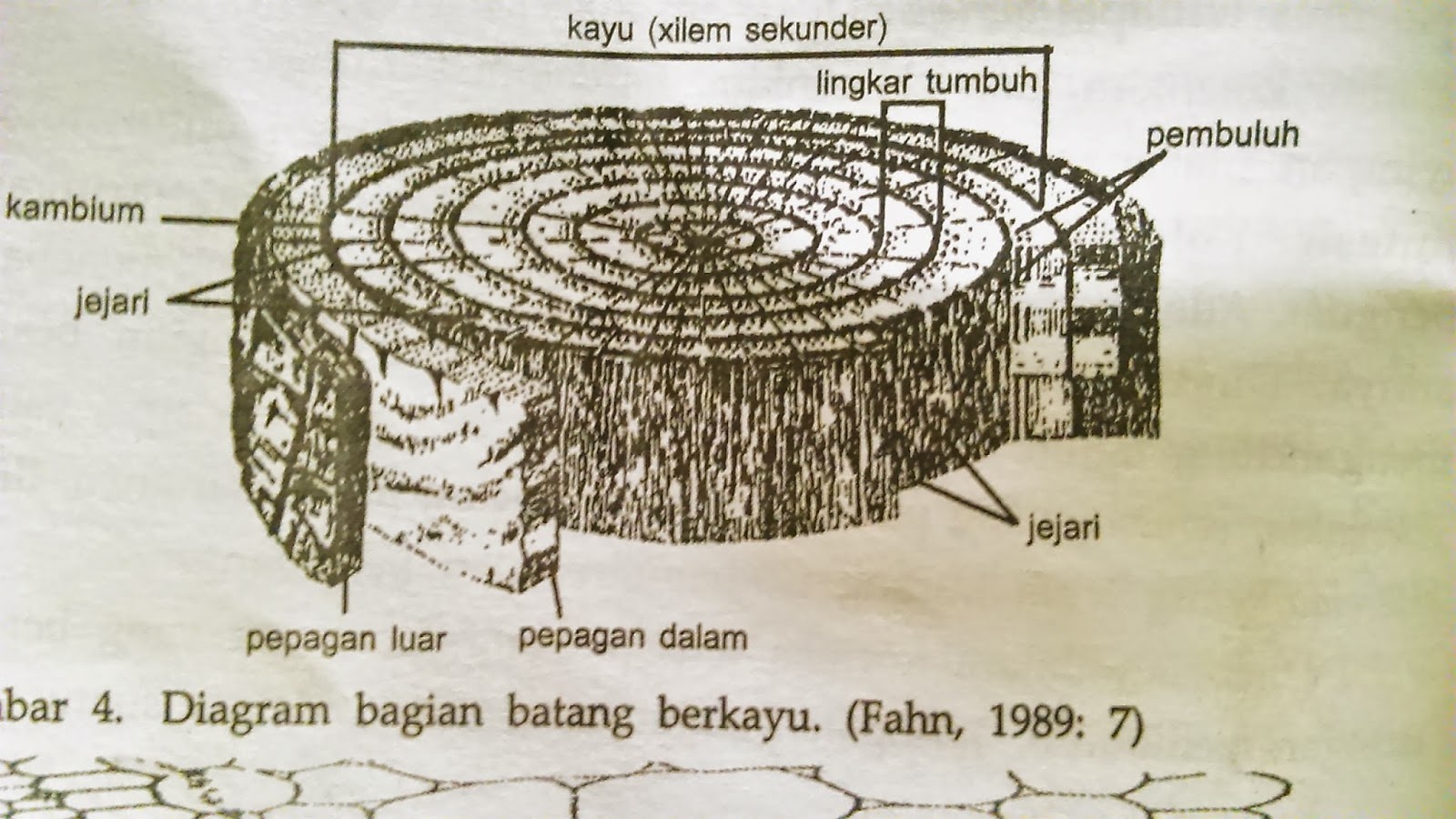 Batang | Dunia Biologi