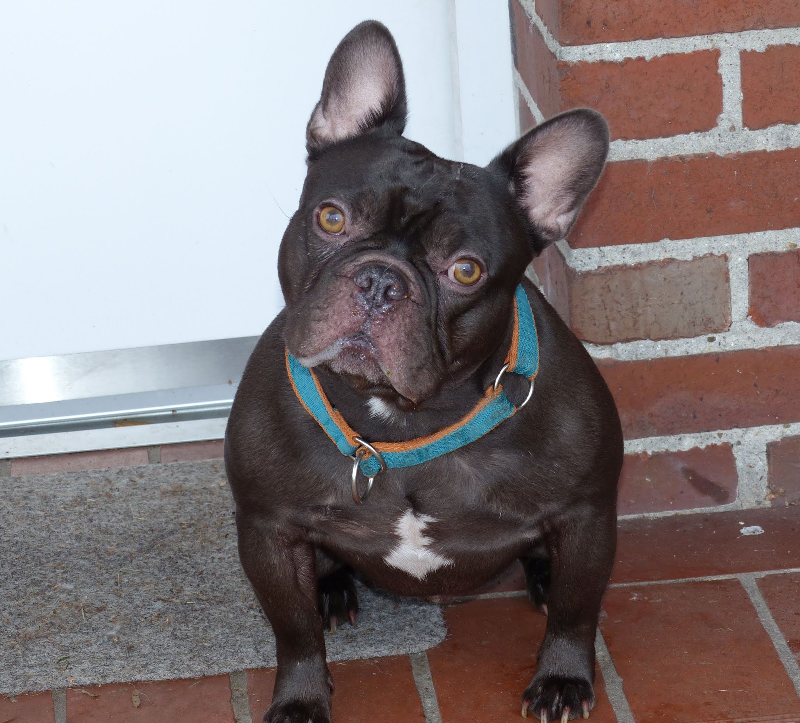 FrenchieBlog Toni und sein Wunsch nach einem bleibenden Zuhause