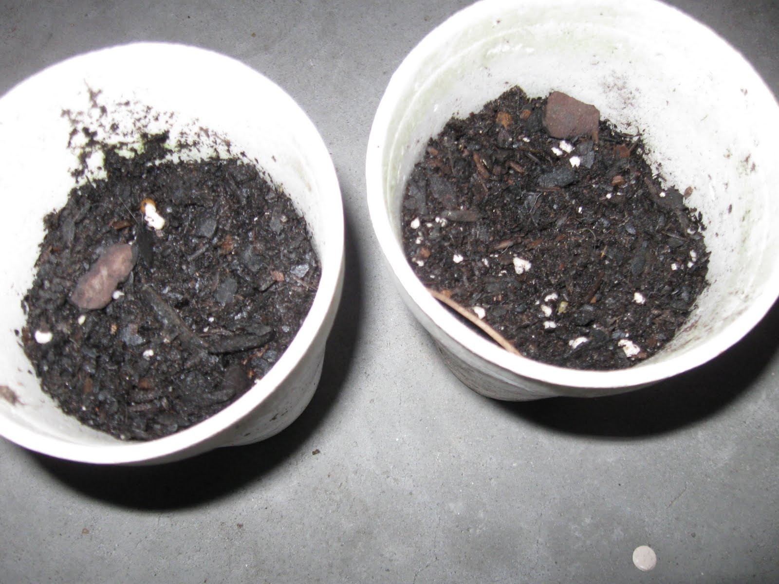 Growing Food in Florida: Germinating cucumber seeds in containers