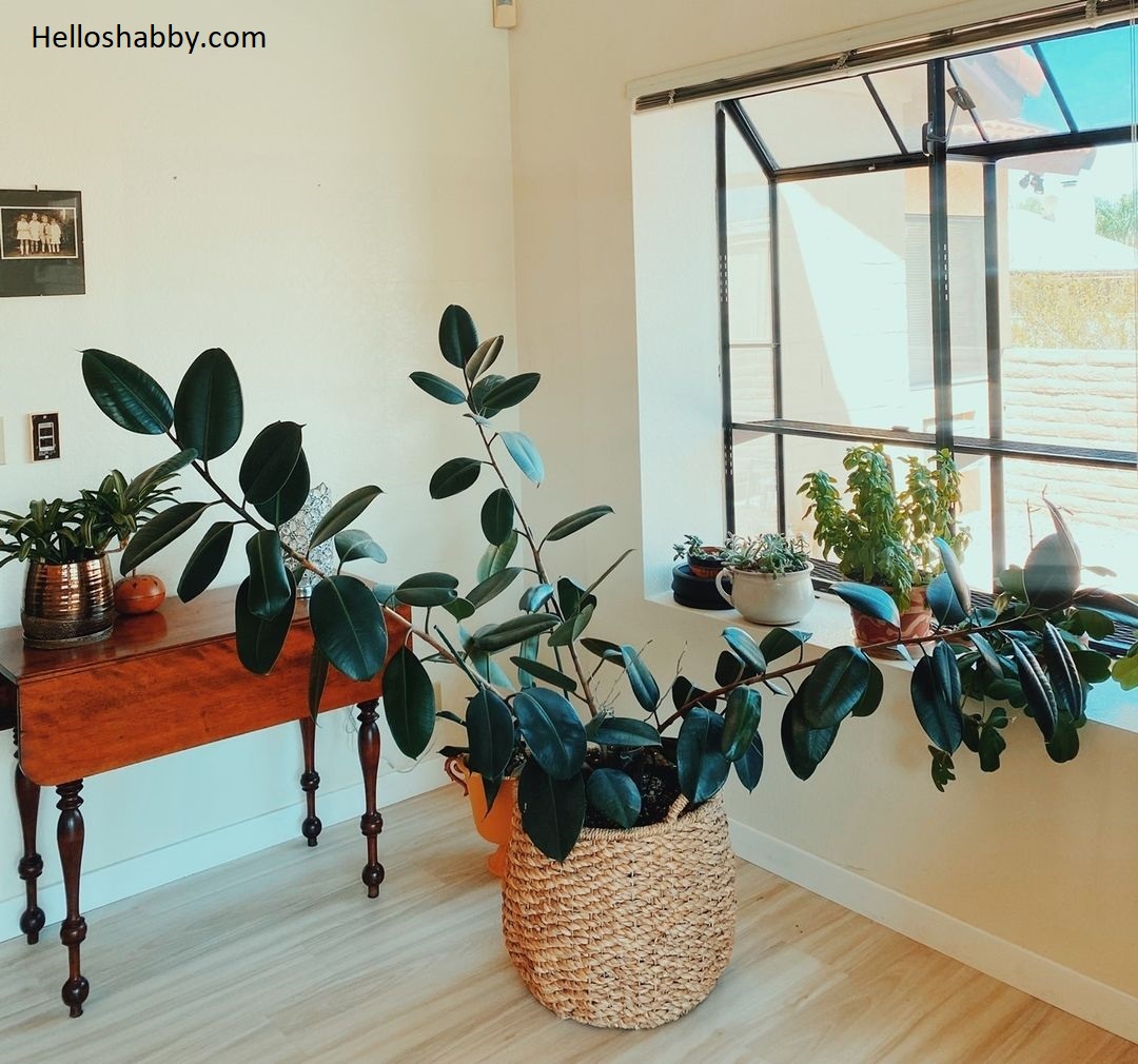 7 Low Maintenance Indoor Plant Names With Pictures interior and exterior