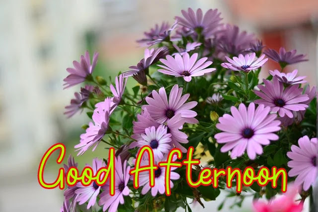 Good Afternoon HD Image Good Afternoon HD Image