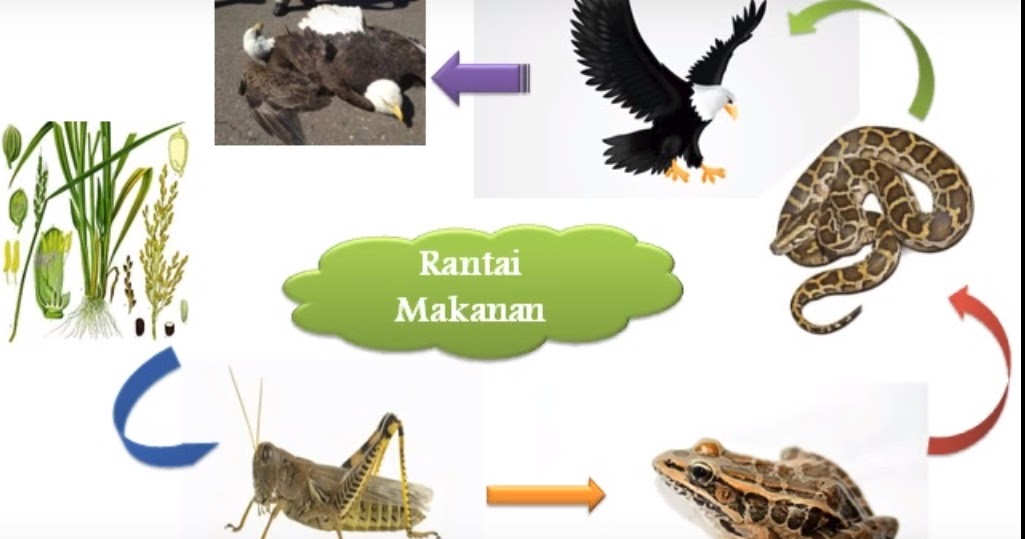 Gambar Rantai Makanan Dan Keteranganya Tugas Sekolah