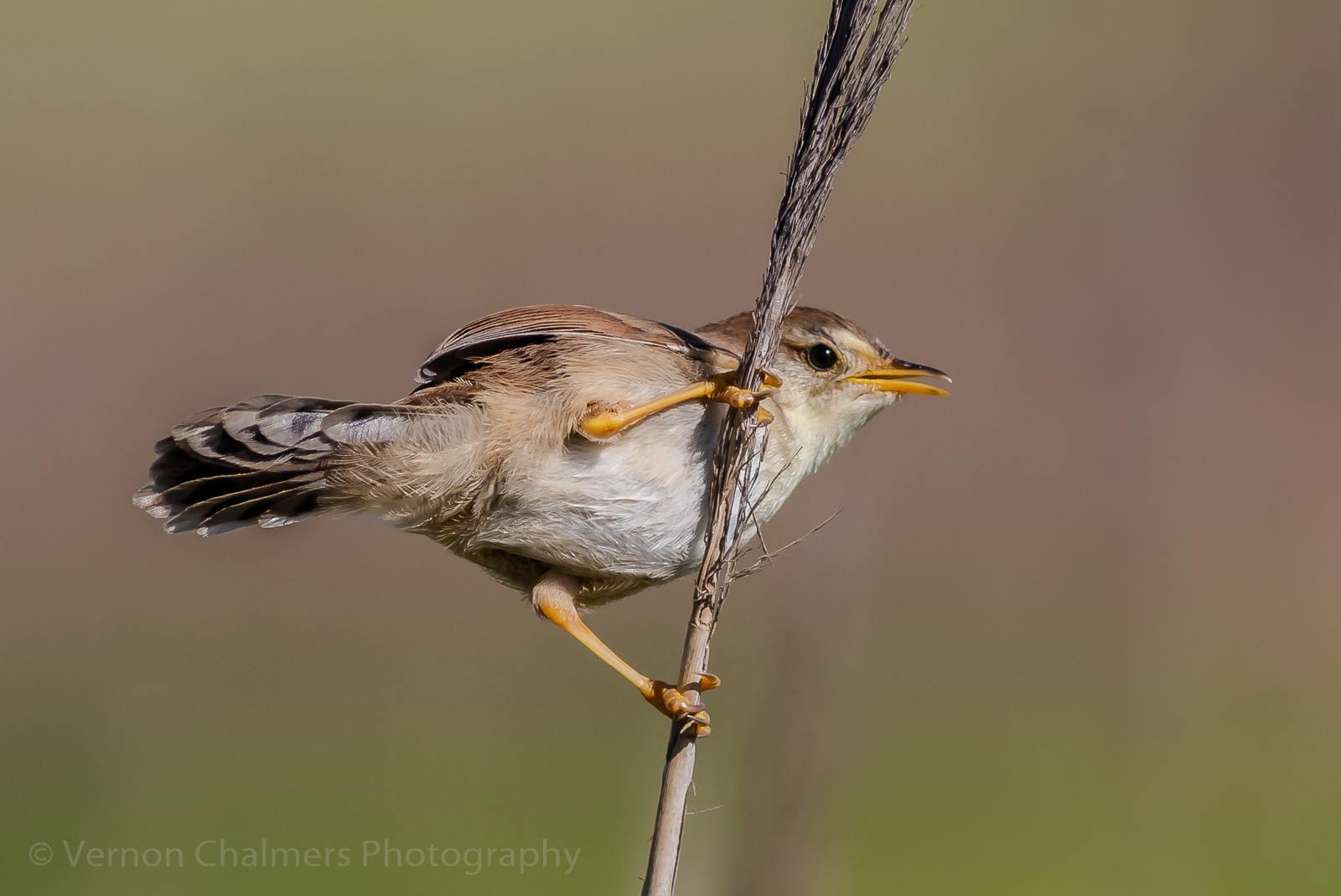 Vernon Chalmers Photography: Two Cost-Effective Canon Lenses for Bird