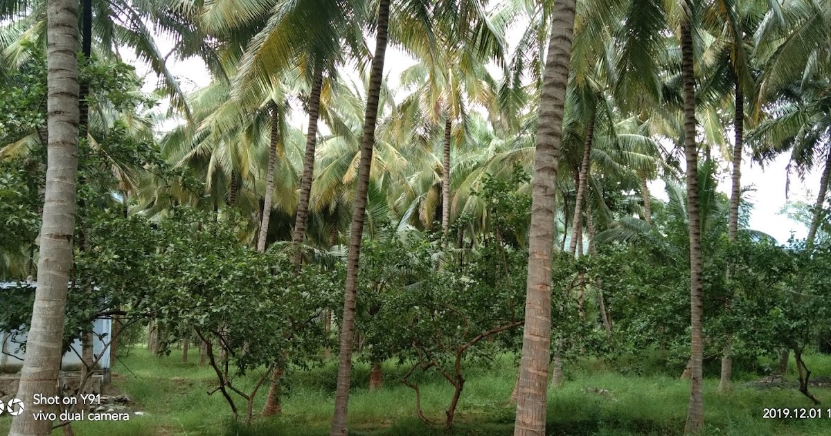 3 Acre coconut farms for sale in ayyampalayam near vathalakundu.