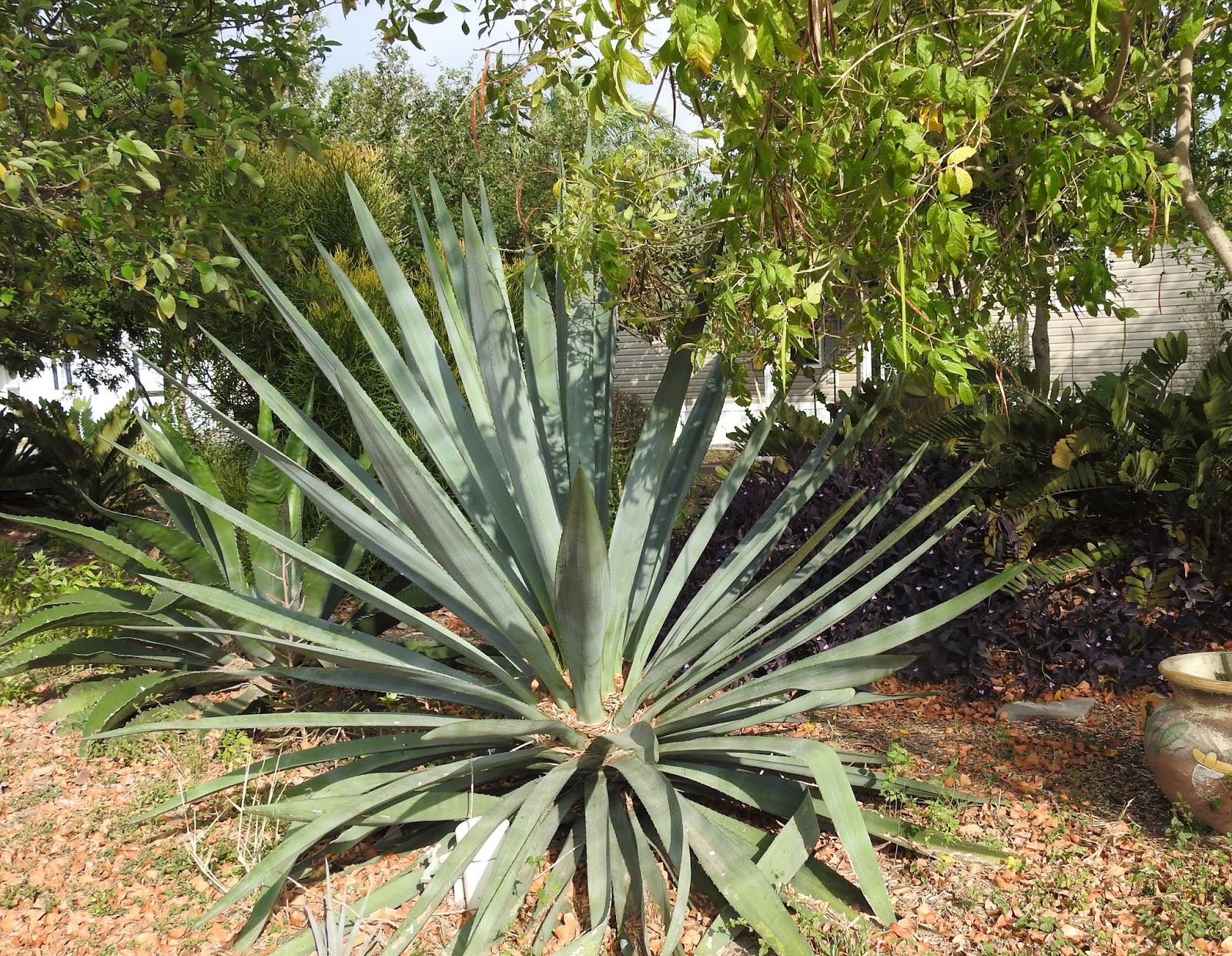 Trophy Gardens RV Resort Entering Trophy Gardens
