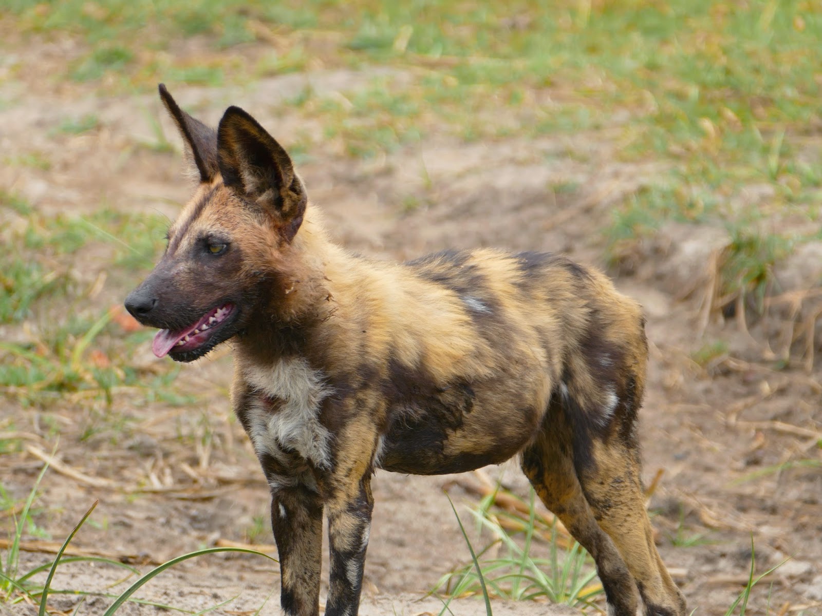 The Blunt Bean Counter: Mark & Lori’s Excellent African Adventure