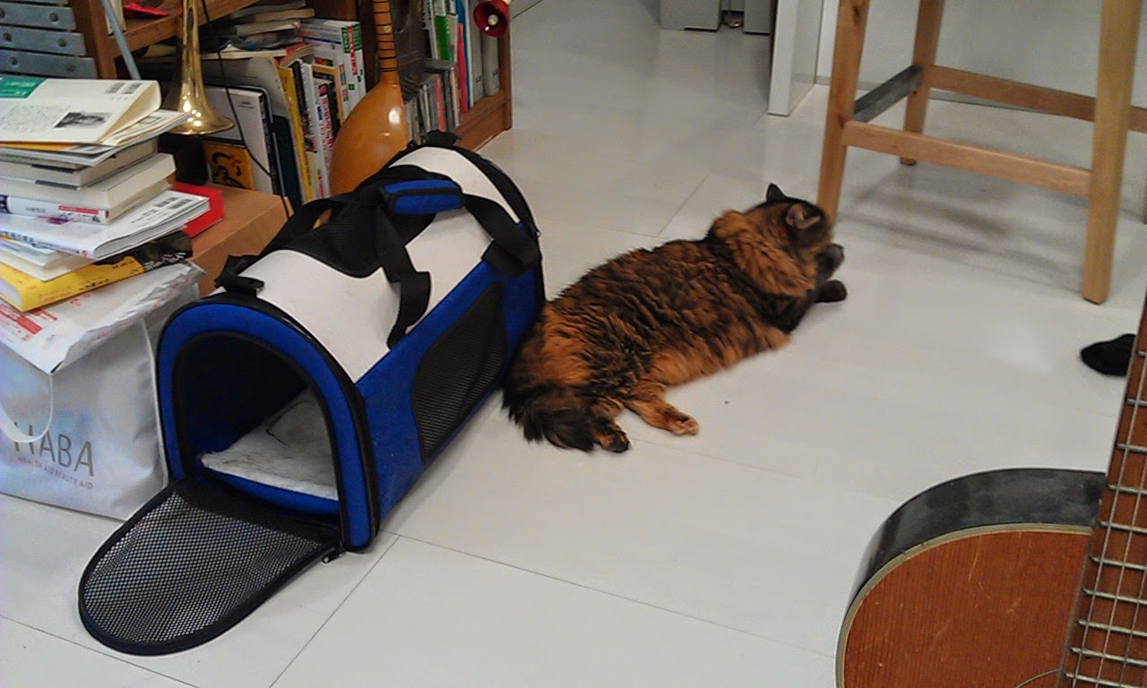今日は雨の中、猫を連れて動物愛護団体 Rencontrer Mignon(ランコントレ・ミグノン)に正式譲渡の手続きをしに行く。神田森莉 ハムブログ 今日は雨の中、猫を連れて動物愛護団体 Rencontrer Mignon(ランコントレ・ミグノン)に正式譲渡の手続きをしに行く。神田森莉 ハムブログ