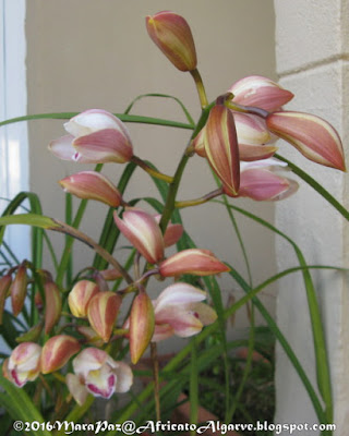 Cymbidium