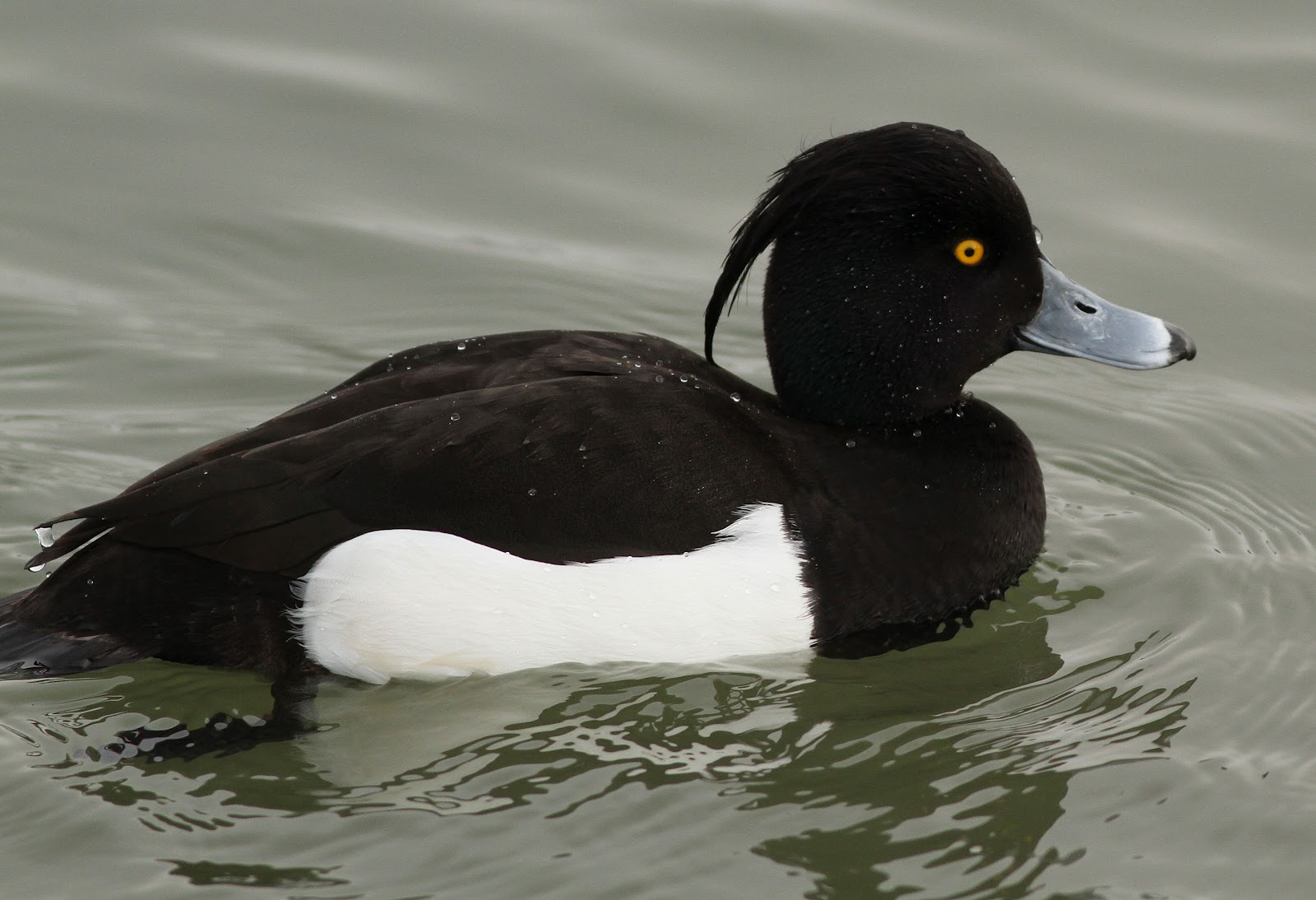 Bp Near Me >> Old Man of Minsmere aka John Richardson: Birds at ... Bp Near Me >> Old Man of Minsmere aka John Richardson: Birds at ...