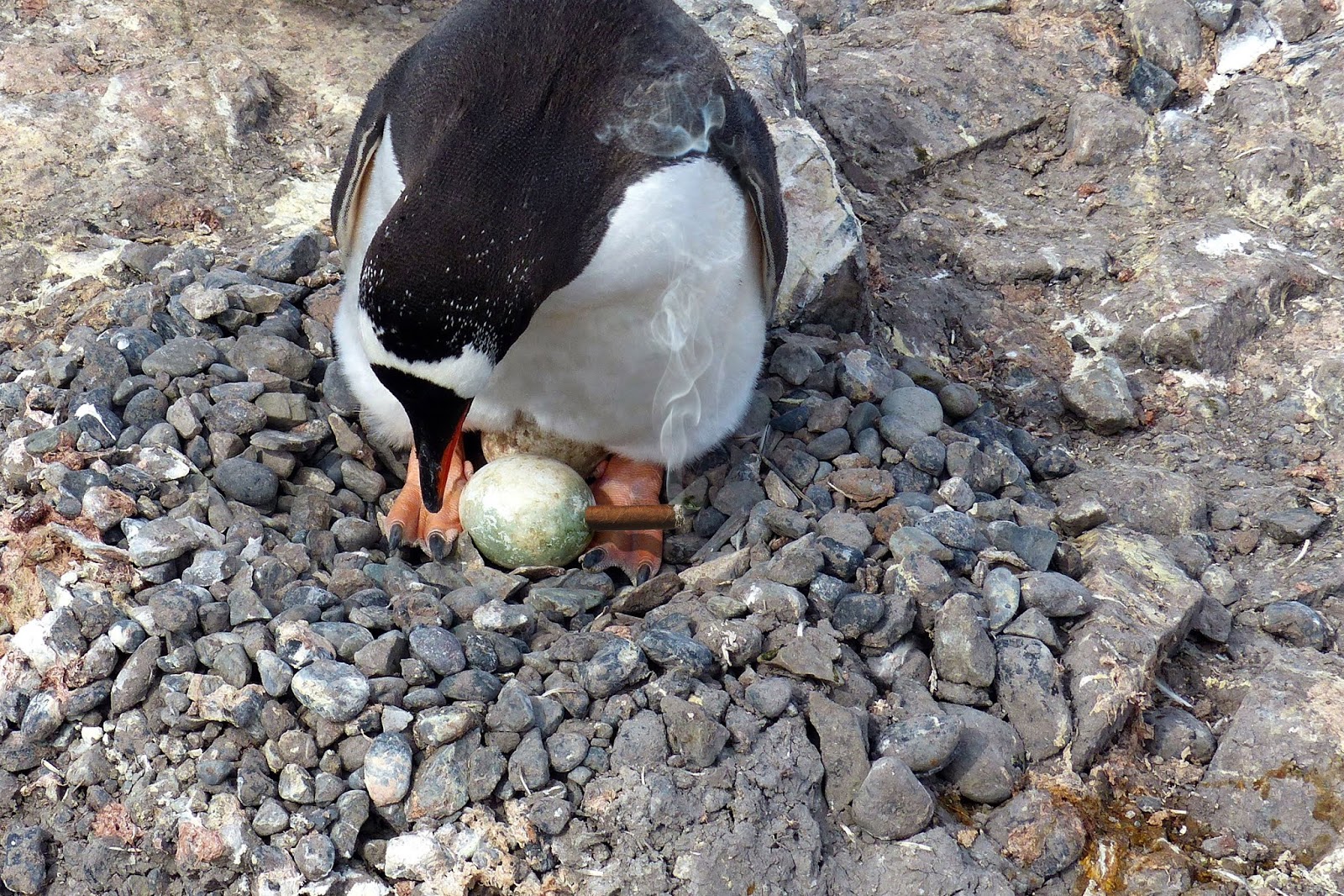 паром пингвин