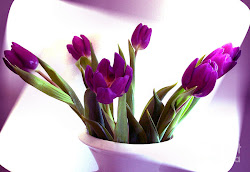 tulip purple flowers tulips flower cultivation