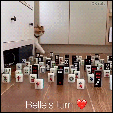 Amazing Cat GIF • Funny Quarantine challenges • Obstacle Challenge No. 6 - Cats are so clever and graceful. “What did you expect human?” Amazing Cat GIF • Funny Quarantine challenges • Obstacle Challenge No. 6 - Cats are so clever and graceful. “What did you expect human?”