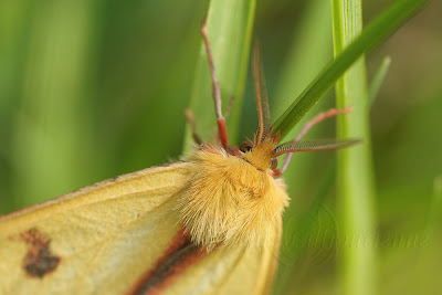 Diacrisia sannio