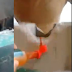 Bizarro: homem devora bloco de concreto e viraliza na internet; veja vídeo