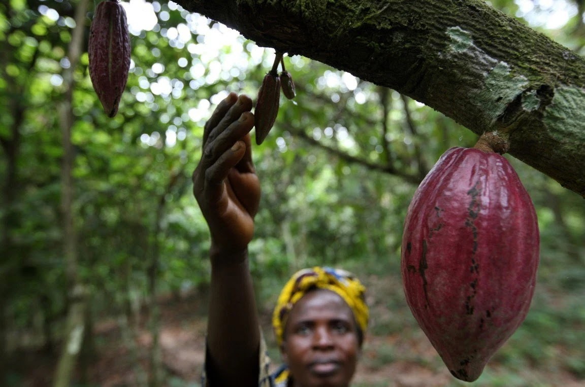 Life in Africa Cocoa production and exports plunge in the Ivory Coast