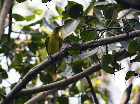 golden oriole female, bird, peepal tree, bandra east, mumbai, india, camouflaged, 