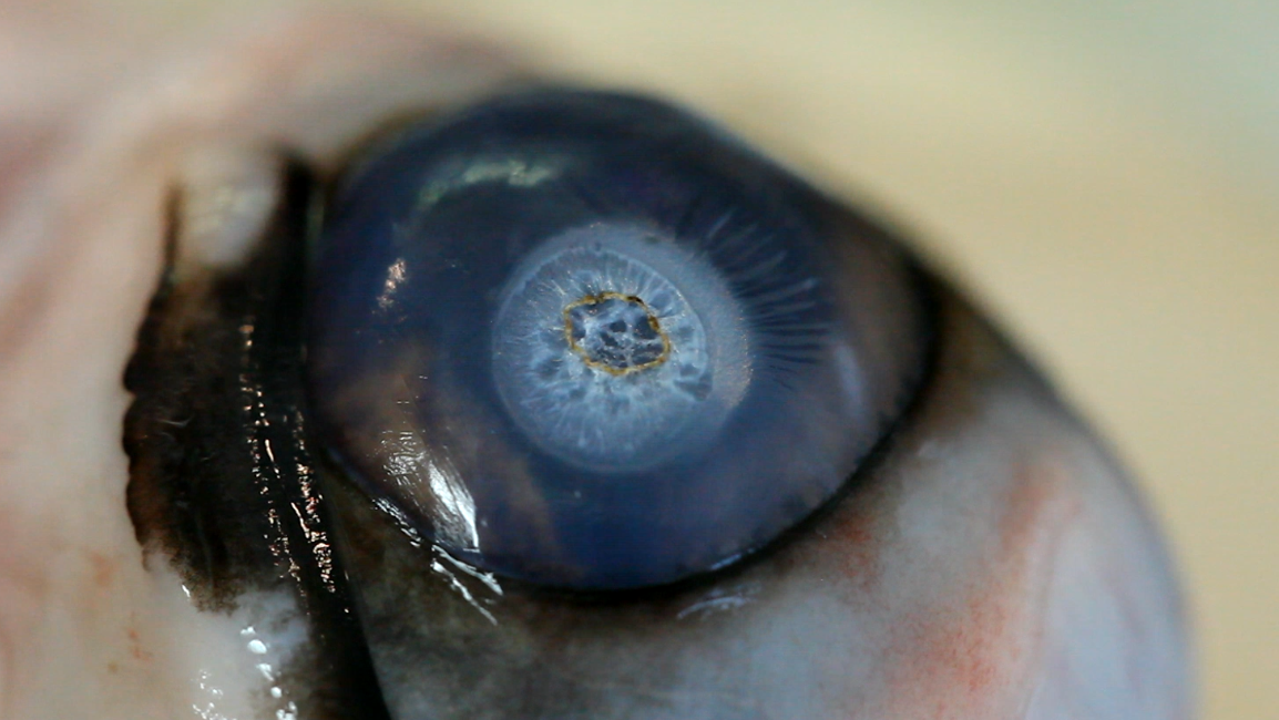 William Osman Safety Glasses vs Laser Glasses