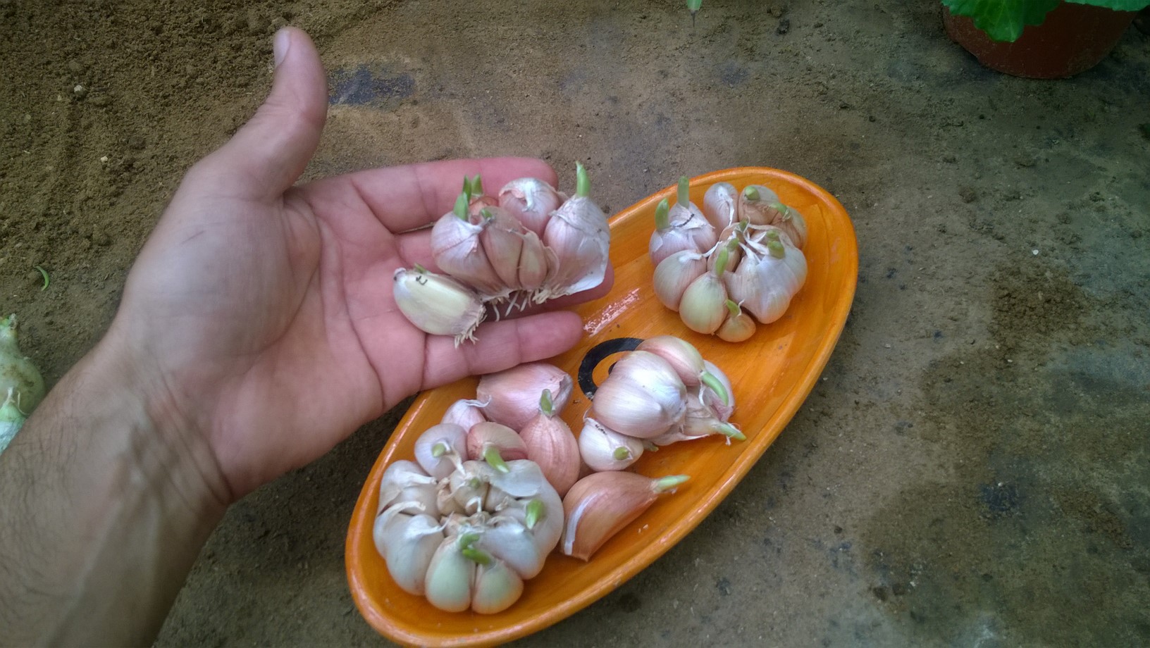 How to Plant Garlic Cloves