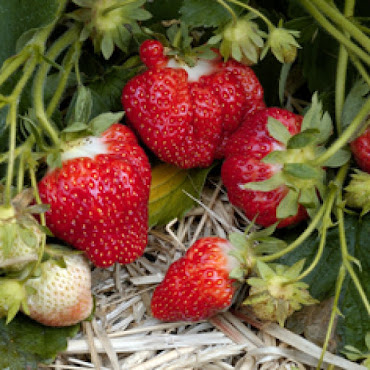 cultivation of Straberries