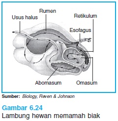 32+ Omasum Gambar Sistem Pencernaan Pada Sapi Pictures