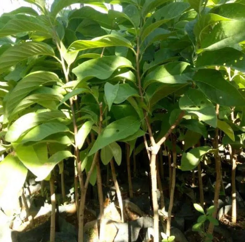 jual bibit buah srikaya jumbo hasil okulasi bisa ditanam dalampot Makale Selatan