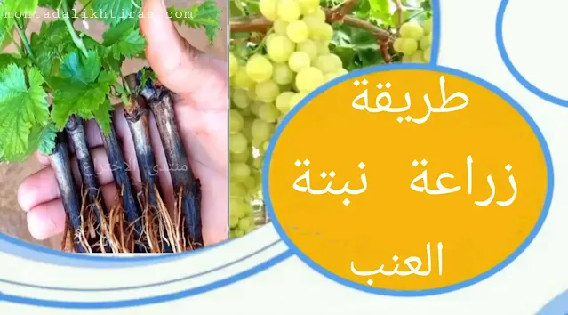 طريقة زراعة نبتة العنب