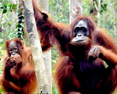  ranging from dense jungle to charming orangutans BaliTourismMap: Perfection of Central Kalimantan