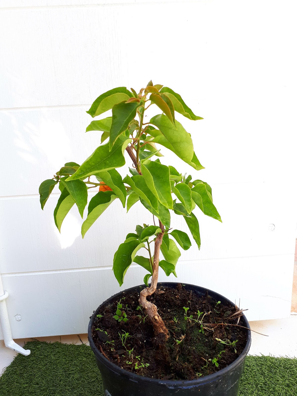 Le Douaire Ile De Vivre Tout Savoir Sur Le Photinia X Fraseri