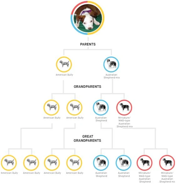 Embark family tree