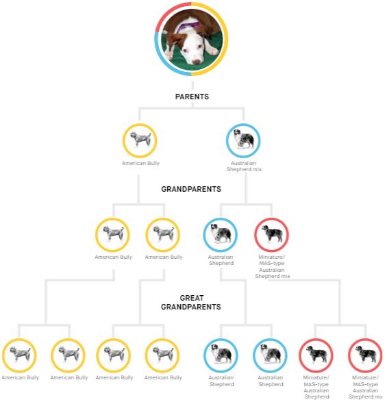 Embark family tree Embark family tree