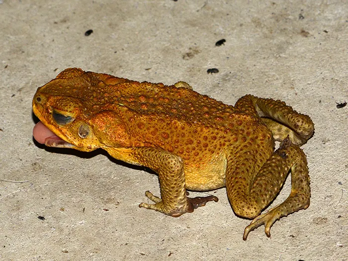 The invasive Cane Toad