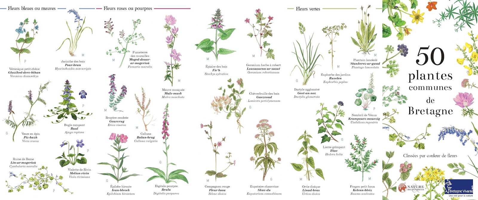 Illustrations botaniques, Le guide des 50 plantes communes de Bretagne avec Bretagne vivante à