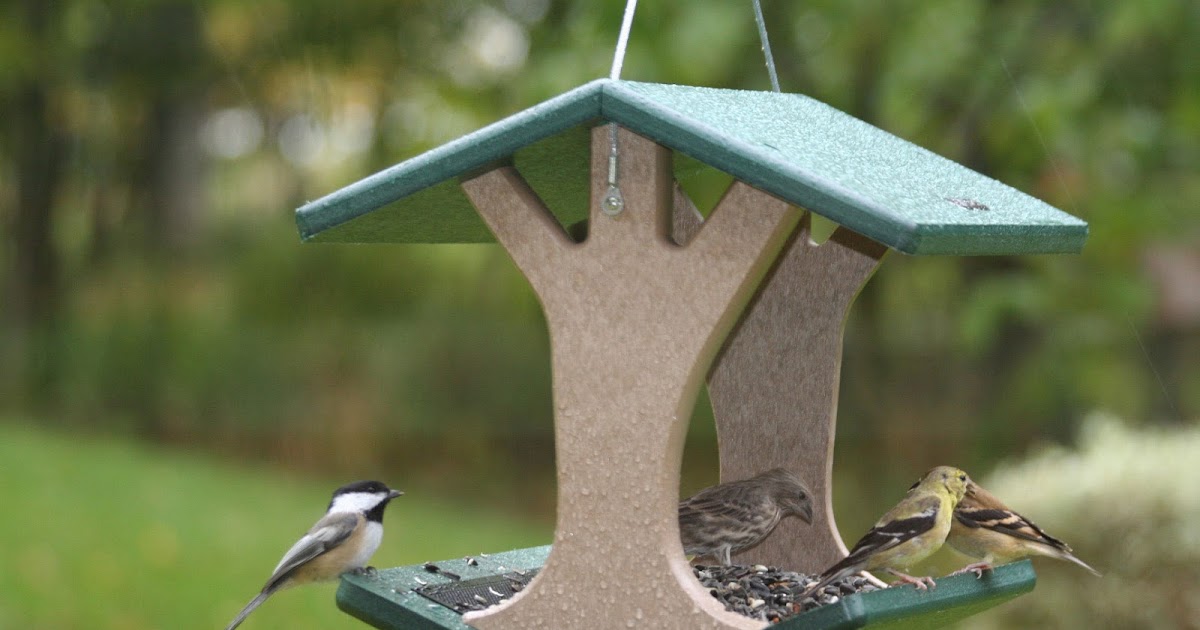 Nil's Gardening Blog! Know The Best Select The Most Beautiful Bird Feeder For Your Garden!