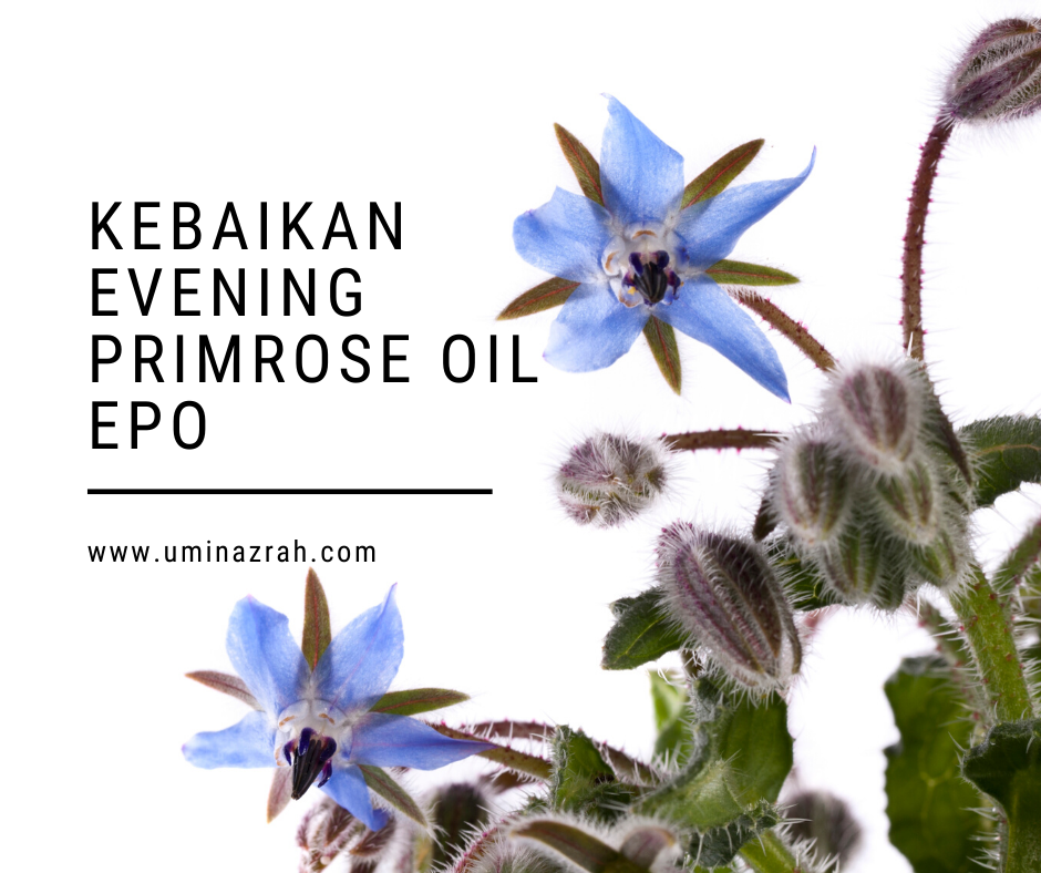 Kebaikan Evening Primrose Oil EPO dalam GLA Complex Shaklee Umi Nazrah