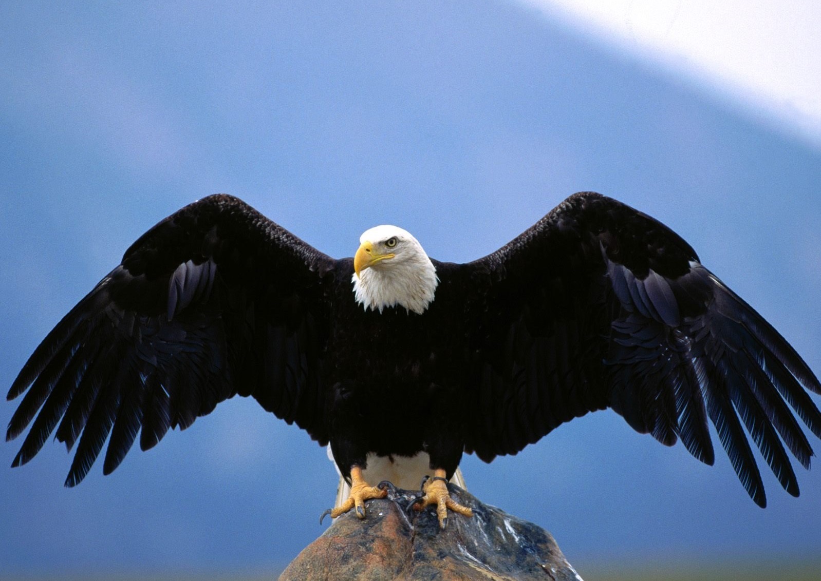 Eagle HD Wallpapers | Latest HD Wallpapers