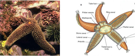 Gambar   Bintang laut