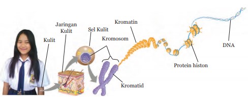 Gambaran Untaian Molekul DNA pada Suatu Sel