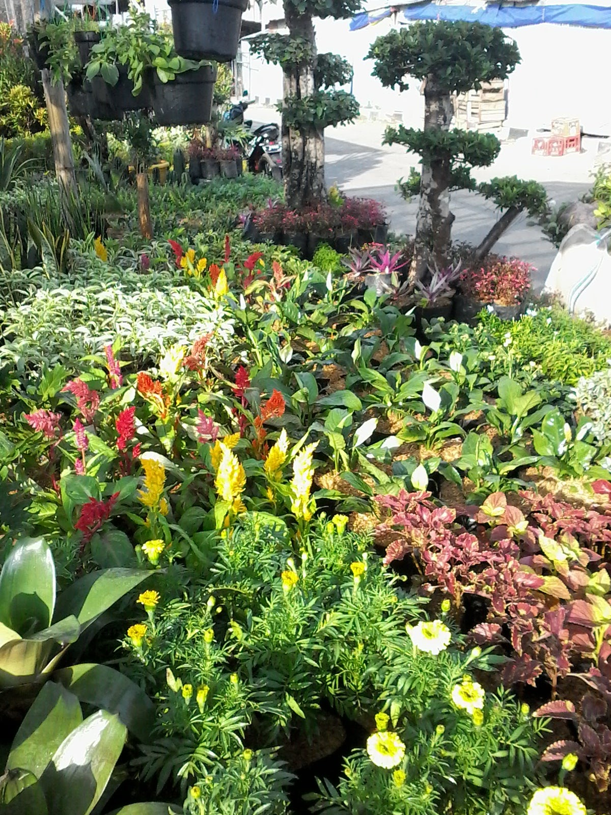 Babak Baru Trend Tanaman Hias Selama Pandemi Ilmukebun Com