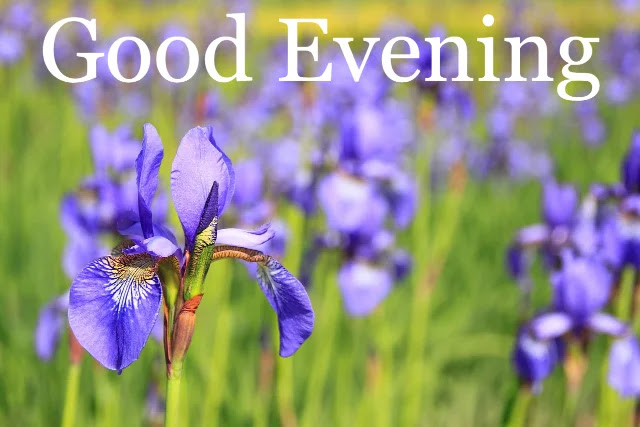 Good Evening Pictures Good Evening Pictures