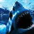 Η δραματική μάχη ενός δύτη με έναν λευκό καρχαρία (ΒΙΝΤΕΟ)