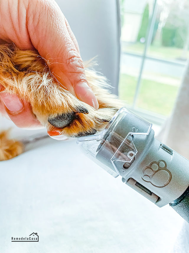 Taking The Stress Out Of Dog Nail Trimming Remodelando la Casa