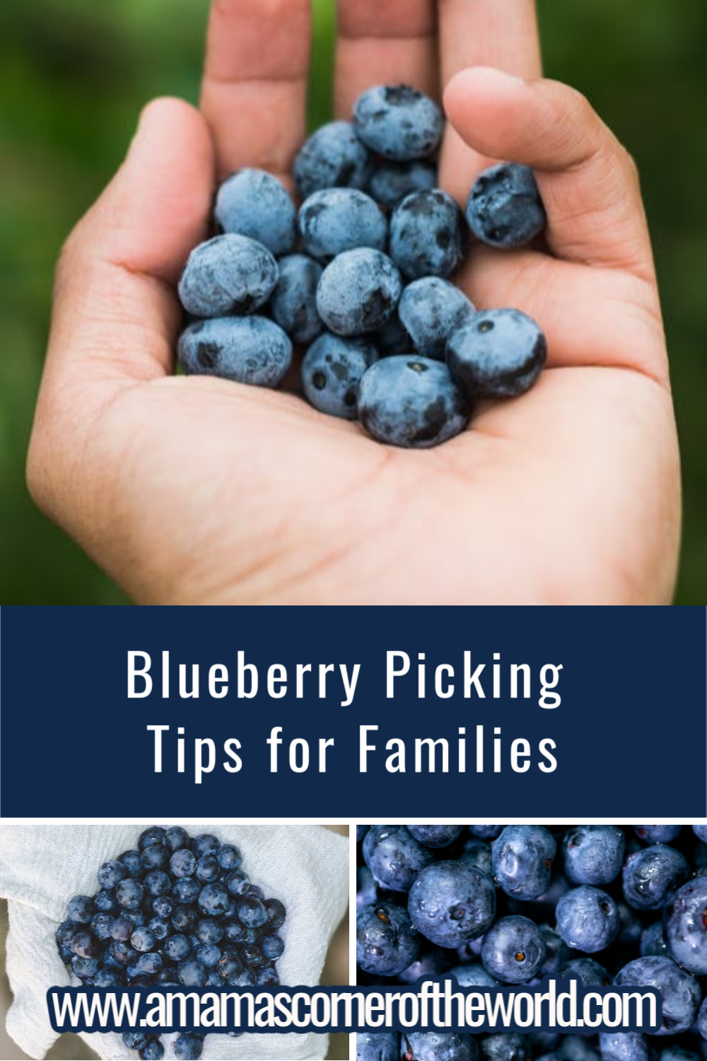 Blueberry Picking Tips for Families Visiting Pick Your Own Blueberry Farms