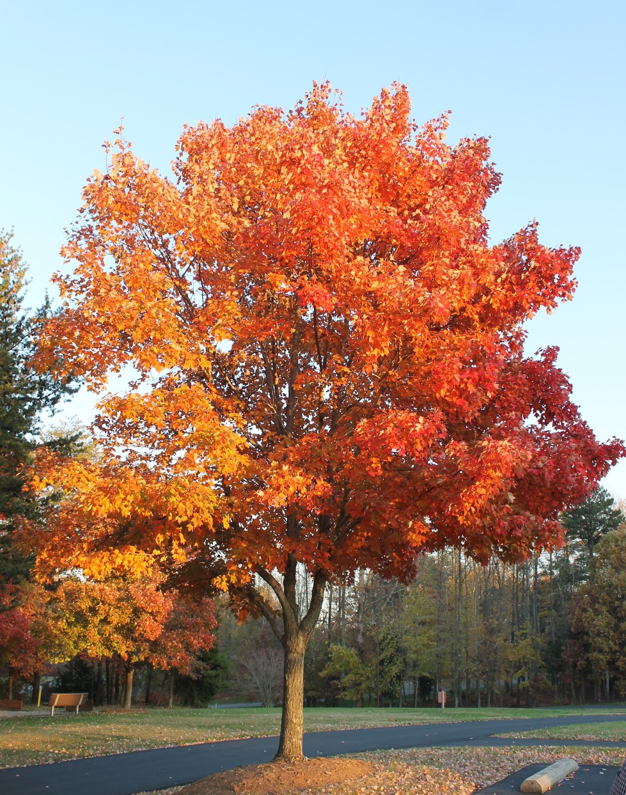 Hoorahoopti Away Fall Trees EverywhereNorth Carolina