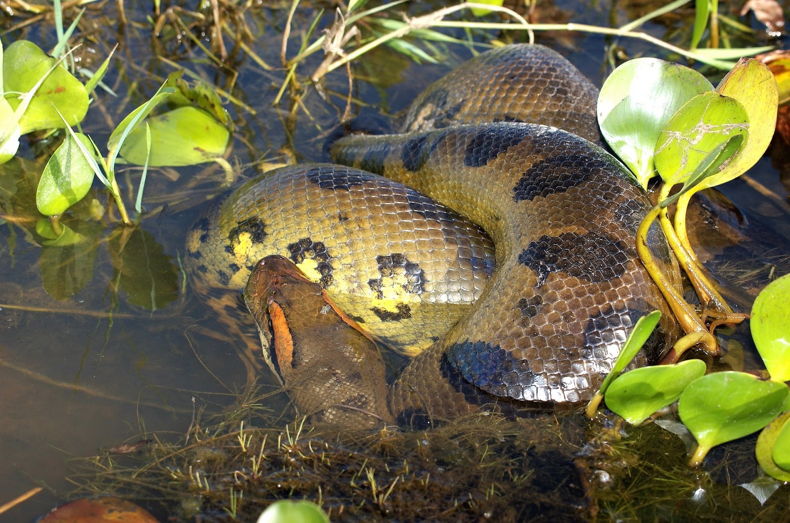 Anaconda snake is extinct species or not Snakes Species