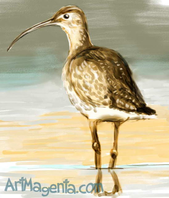 Curlew sketch painting. Bird art drawing by illustrator Artmagenta